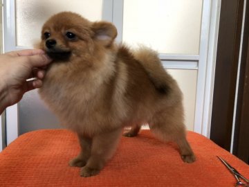 ポメラニアン【新潟県・女の子・2017年8月28日・オレンジ】の写真「JKC.CH直子、明るい性格の女の子」