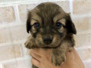 ポメラニアン×ミニチュアダックス【新潟県・男の子・2019年7月21日・レッド】の写真「あんよ短めの可愛い男の子」