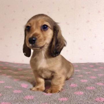 ミニチュアダックスフンド(ロング)【新潟県・男の子・2022年11月5日・レッド】の写真「優しいお顔の男の子です」