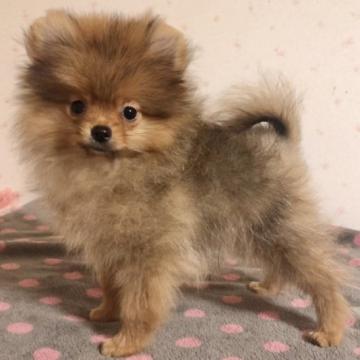 ポメラニアン【新潟県・男の子・2022年7月12日・オレンジ】の写真「CH直子。きれいなお顔の男の子です。」