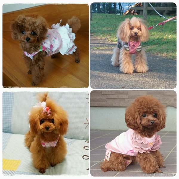 ビート＆さつき＆にこる＆つく坊｜川上　美津穂(かわかみ　みづほ)ブリーダー(長崎県・トイプードルなど・JKC登録)の紹介写真3