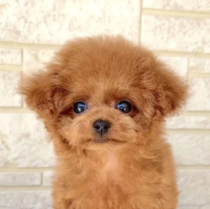 ID:2504-06936の子犬