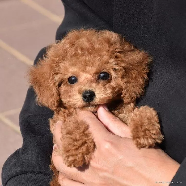 ID:2411-03943の子犬