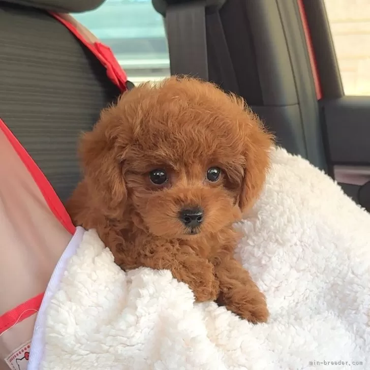 ID：2511-00930の子犬