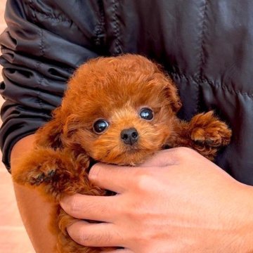 トイプードル(タイニー)【長崎県・男の子・2024年9月16日・レッド】の写真「元気で可愛い男の子♪」
