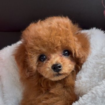 トイプードル(タイニー)【長崎県・男の子・2024年10月13日・レッド】の写真「もふもふまん丸な僕♪」