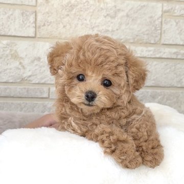 トイプードル(タイニー)【長崎県・男の子・2025年2月6日・アプリコット】の写真「もふもふkun」