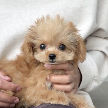 チワプー(トイプードル×チワワ)【長崎県・女の子・2025年7月20日・レッド&ホワイト】の写真「大きなおめめの美人さん♪」