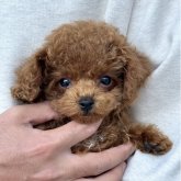 トイプードル(タイニー)