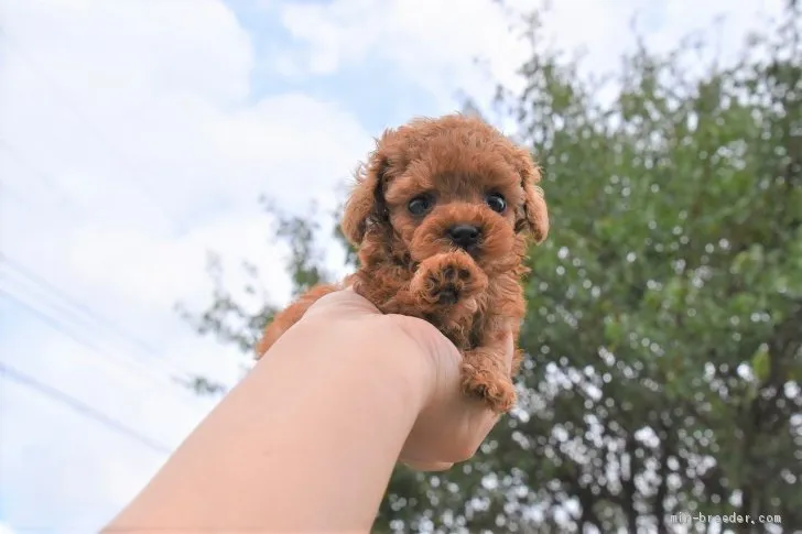 ノワゼット 様のお迎えした子犬