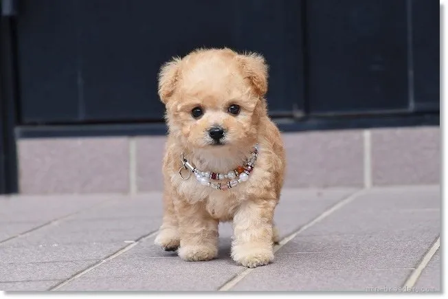 メルちゃん 様のお迎えした子犬