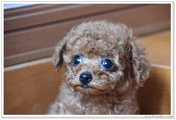 にっしん 様のお迎えした子犬