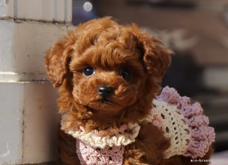 りょうこ 様のお迎えした子犬