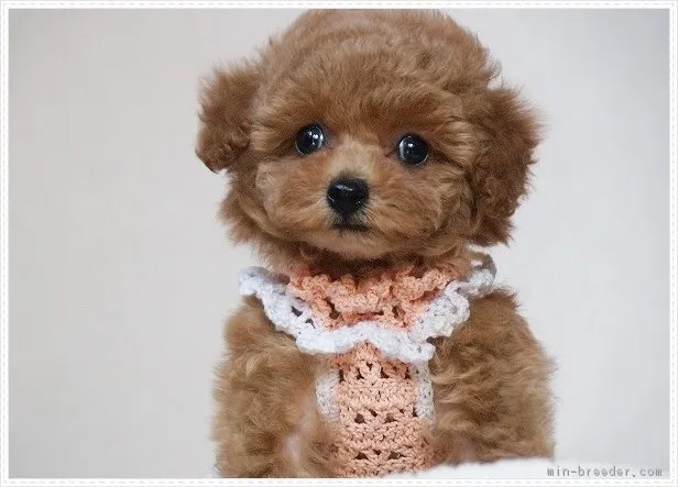 ID:1702-01704の子犬
