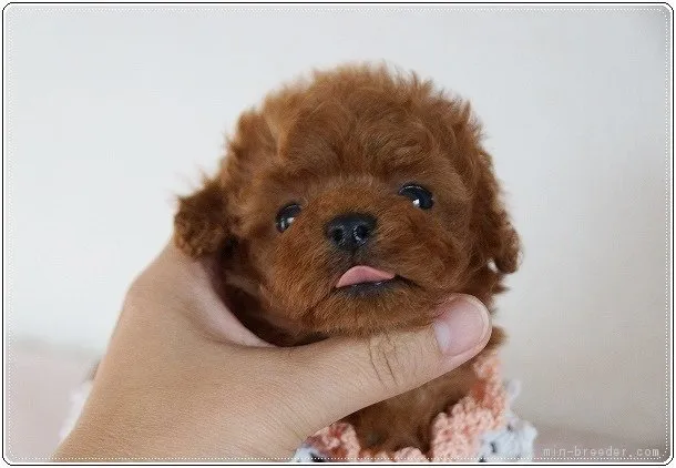 iwao 様のお迎えした子犬