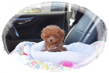 トイプードル(ティーカップ)【長崎県・男の子・2019年1月22日・レッド】の写真「くりくりオメメのコンパクトボーイ♪」