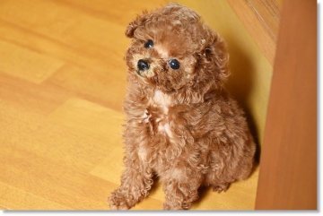 トイプードル(ティーカップ)【長崎県・女の子・2018年12月3日・レッド】の写真「ちょこまか元気っ子♪」