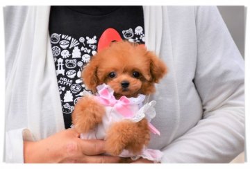 トイプードル(ティーカップ)【長崎県・女の子・2019年6月9日・アプリコット】の写真「優しい雰囲気のおちびな癒し姫♪」