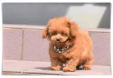 ティーカッププードル【長崎県・男の子・2019年7月2日・レッド】の写真2