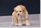 タイニープードル【長崎県・男の子・2019年3月9日・アプリコット】の写真3