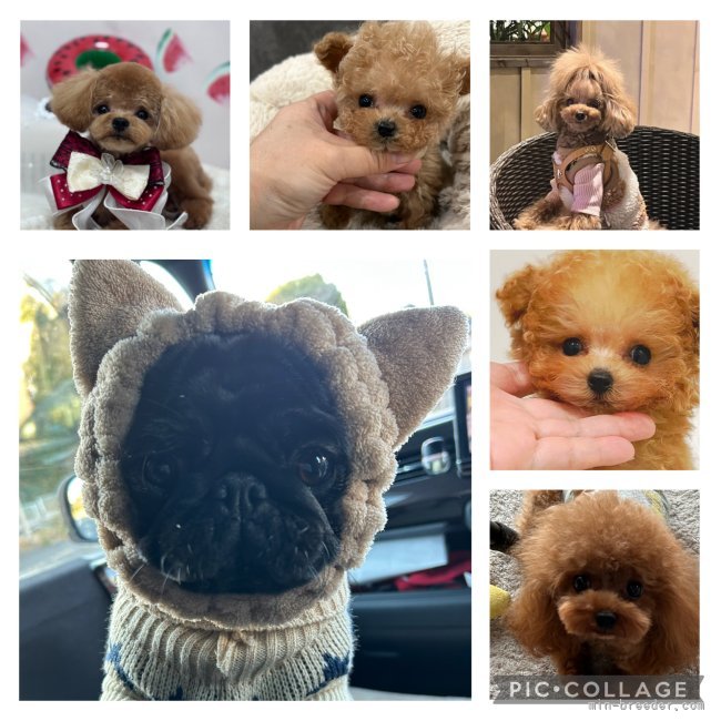 松原明香ブリーダー