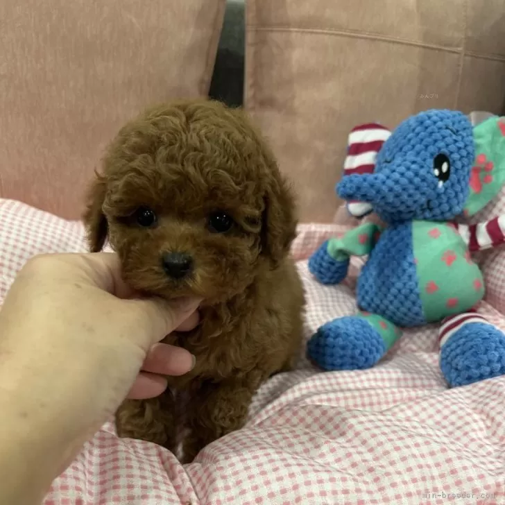 チョコ 様のお迎えした子犬
