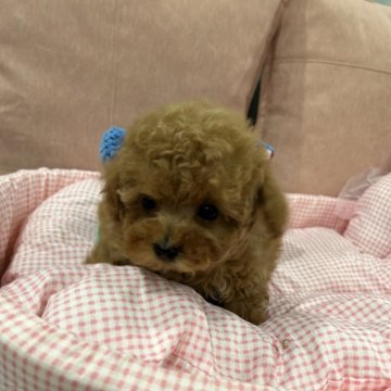 トイプードル(トイ)【茨城県・女の子・2024年10月21日・レッド】の写真「可愛いお顔の女の子」