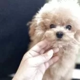 ティーカッププードル