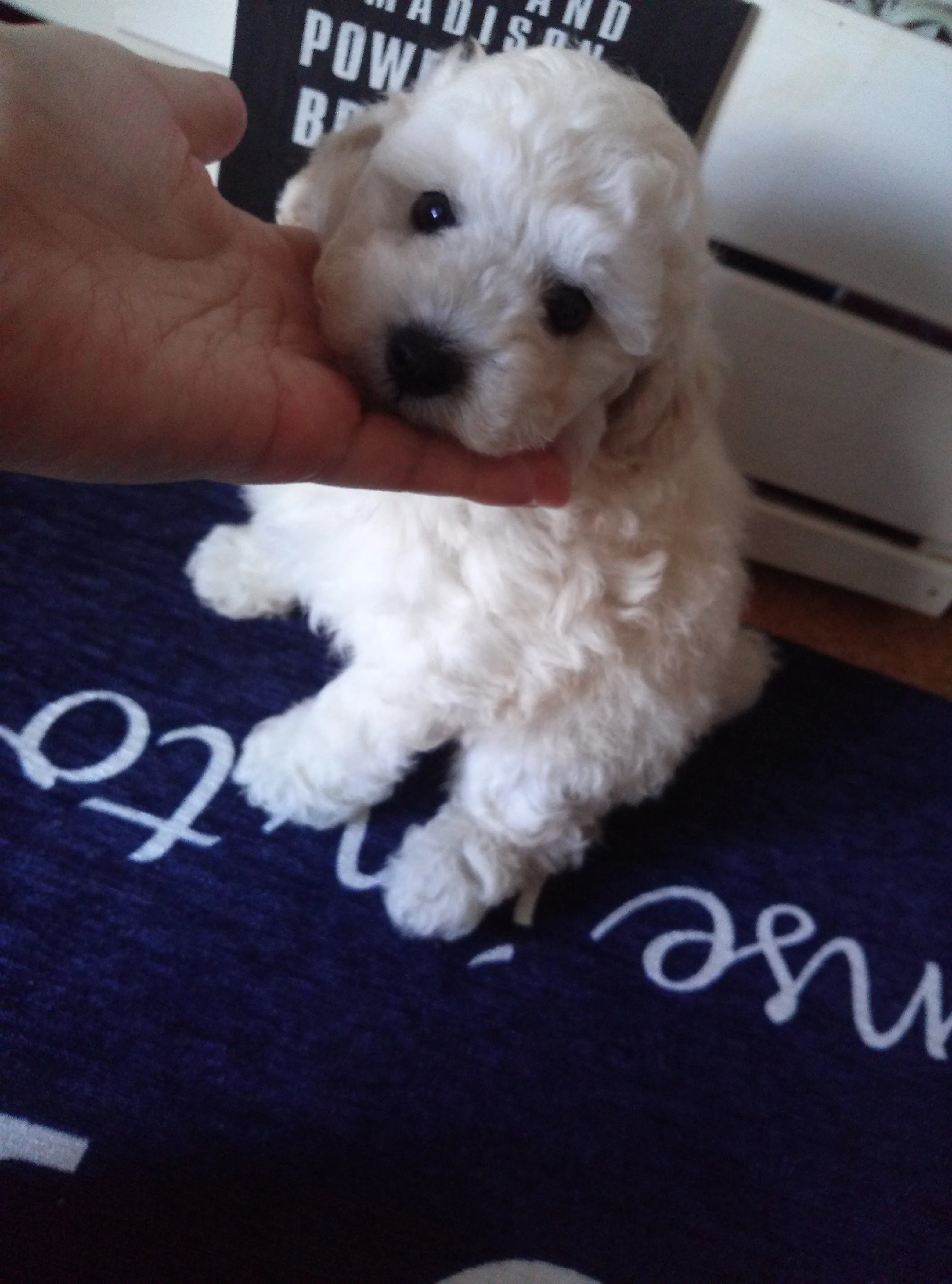 ID:1607-01269の子犬