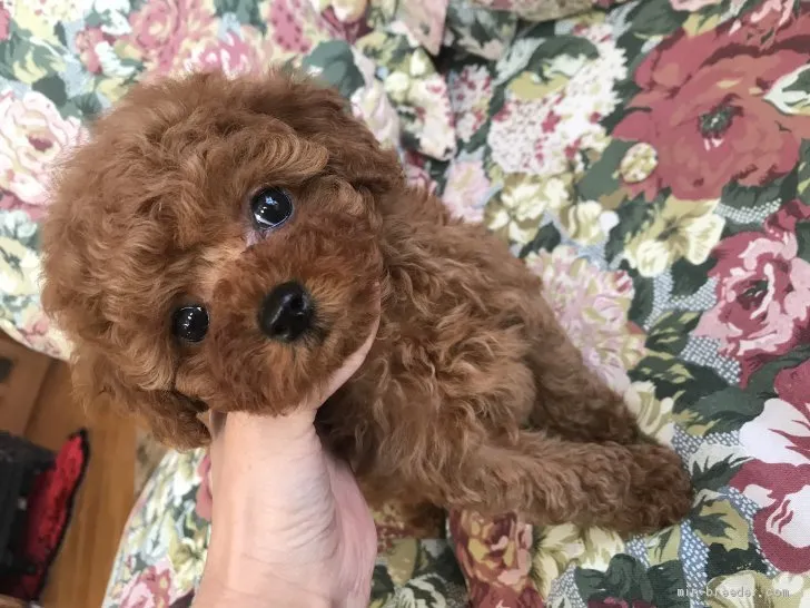 ID:2102-01369の子犬