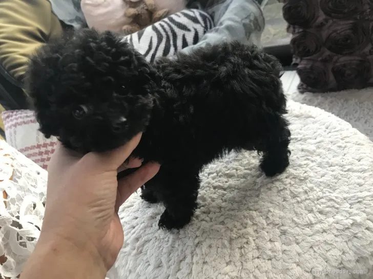 ID：2001-02389の子犬