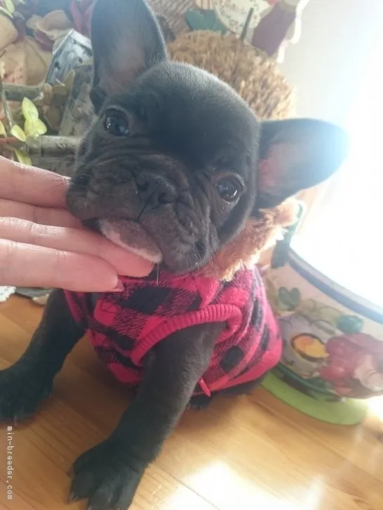 ID：1811-00383の子犬