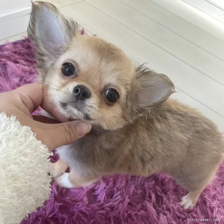 ID:2403-03690の子犬