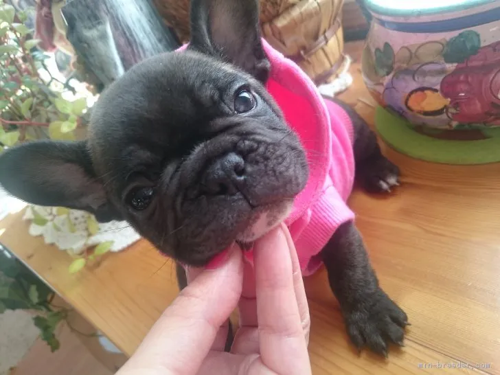 ID：1811-00548の子犬