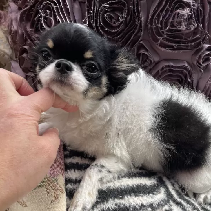 ID：2403-04303の子犬