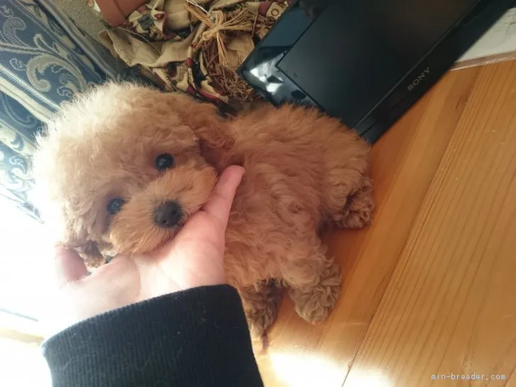 ID:1811-01682の子犬