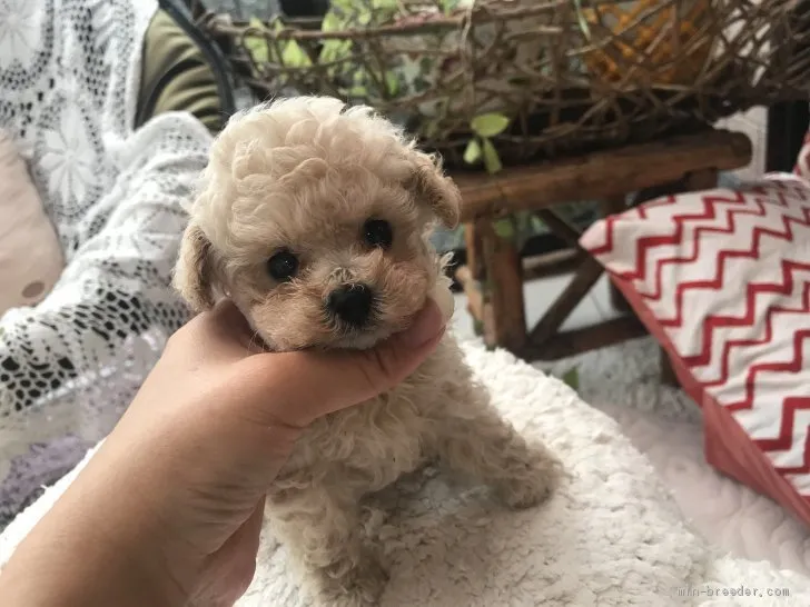 ID：2007-02194の子犬