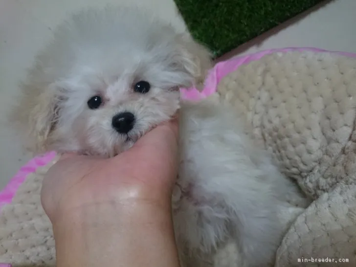 ID:1809-01606の子犬