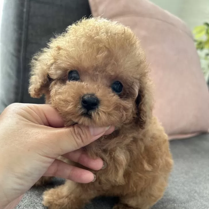 Y.T 様のお迎えした子犬