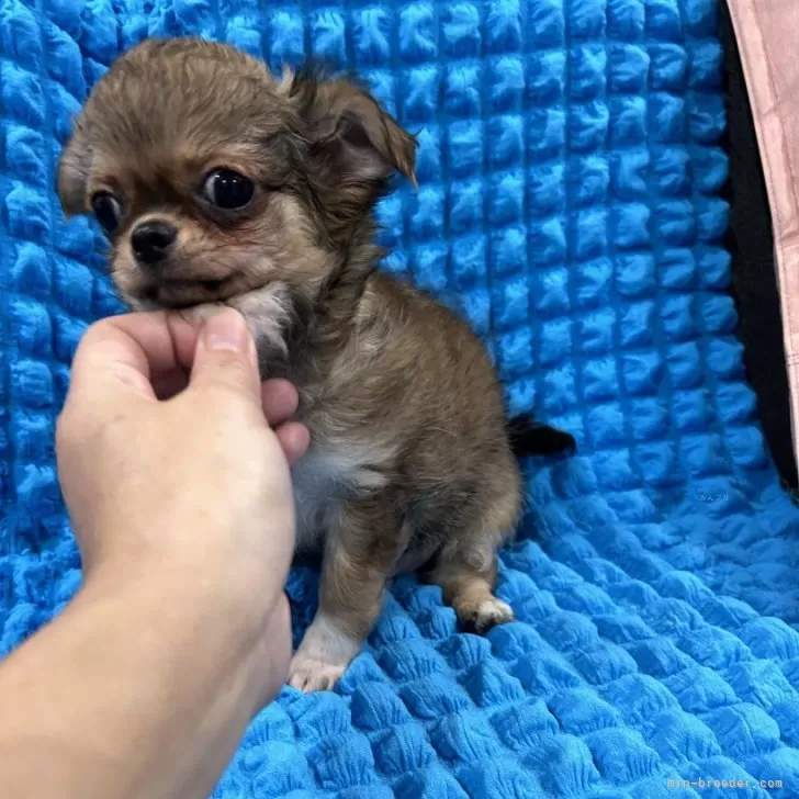 ID:2409-02907の子犬