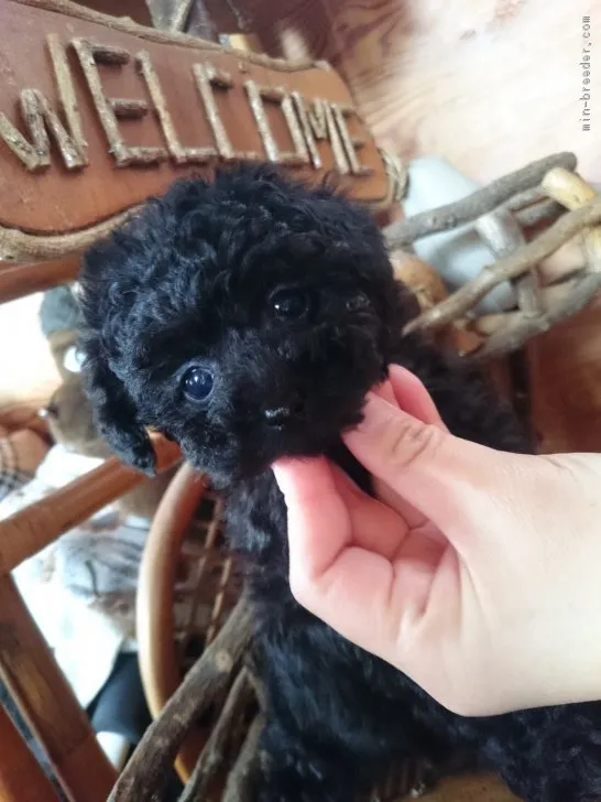 ID：1901-00813の子犬