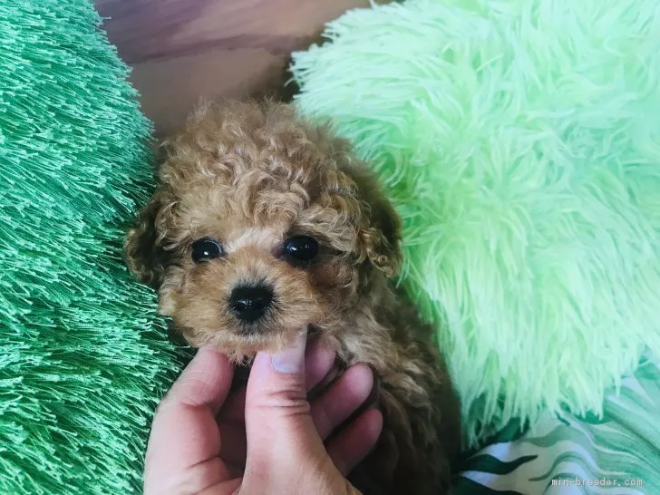 ID:2001-03025の子犬