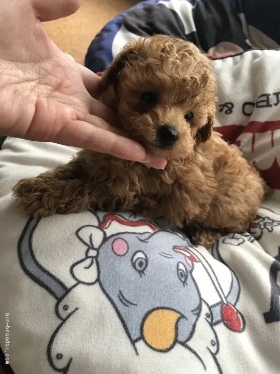 ID:2007-01211の子犬