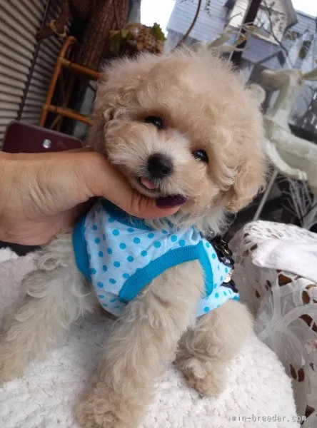 ID:1510-00542の子犬