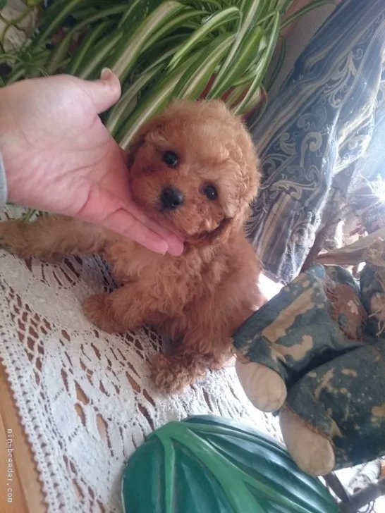 ID:1903-00148の子犬