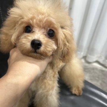 トイプードル(ティーカップ)【茨城県・男の子・2024年4月21日・アプリコット】の写真「元気な男の子」