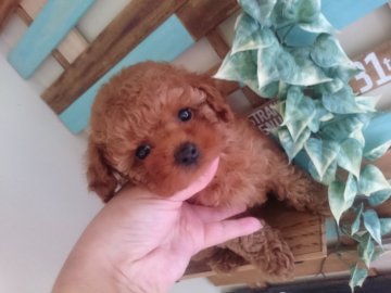 トイプードル(タイニー)【茨城県・女の子・2019年5月14日・レッド】の写真「お目めのマンマルなチャーミングな女の子」