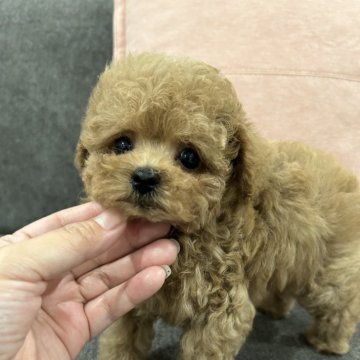 トイプードル(タイニー)【茨城県・男の子・2024年5月8日・アプリコット】の写真「あま〜い♡お顔の男の子」