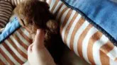 タイニープードル【茨城県・男の子・2018年2月20日・レッド】の写真3