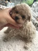 ティーカッププードル【茨城県・男の子・2020年5月30日・クリーム】の写真5